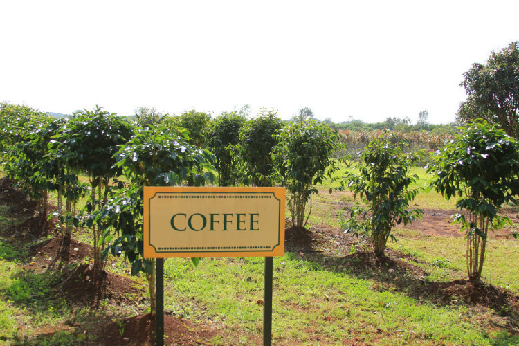 Detailed introduction of coffee varieties from all over the world
