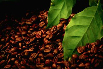 Jamaica Wallenford Manor Coffee Grind Treatment Variety Characteristics Taste Introduction