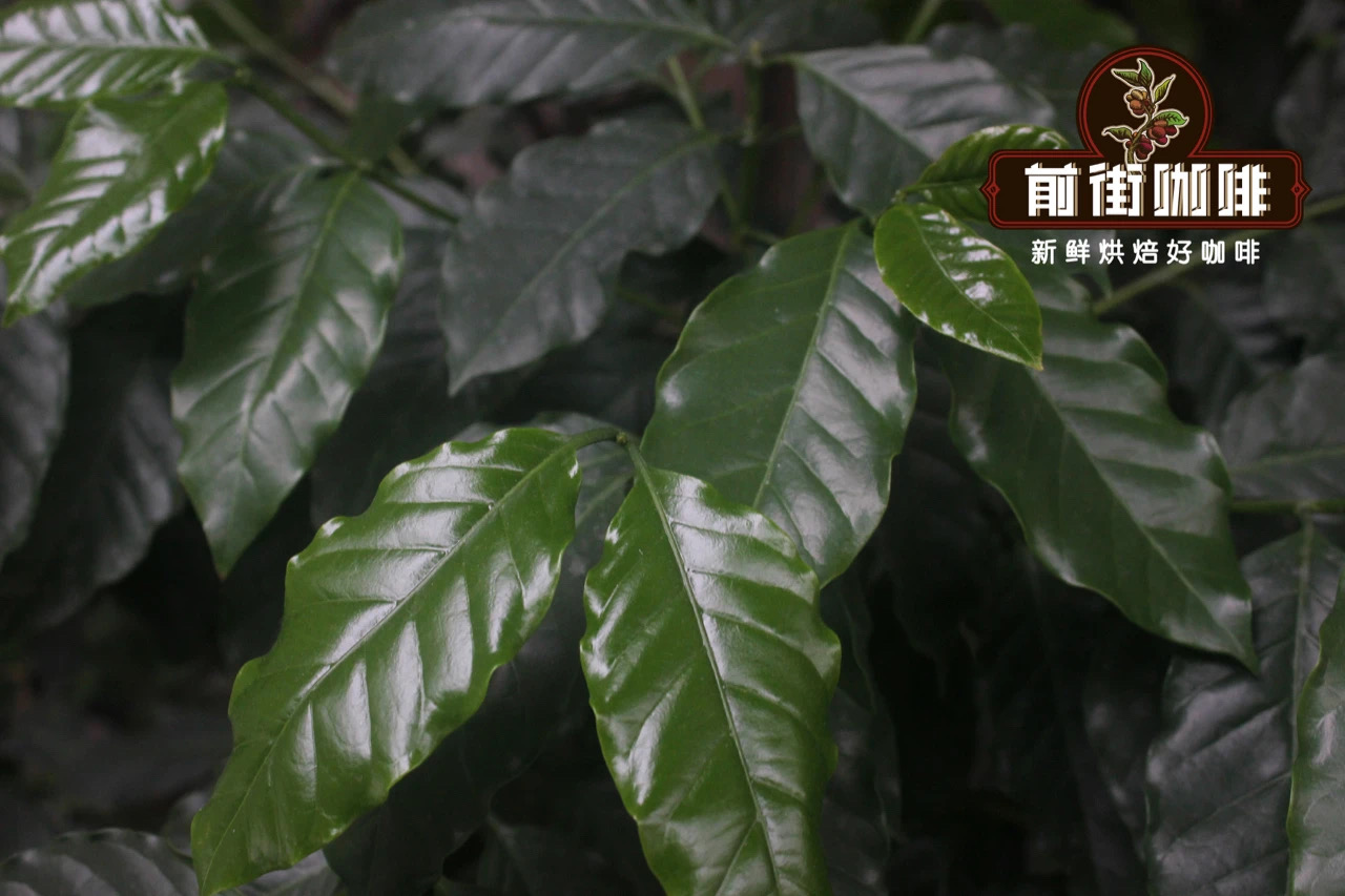Katim Coffee Bean Historical Story the characteristics of hand-made flavor introduce the output of Yunnan boutique coffee bean varieties